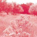 Επιστημονική Ημερίδα “Η μεσογειακή γεωργία απέναντι στην κλιματική αλλαγή : Η περίπτωση των αμπελιών και των ελαιοδένδρων”, 9 Οκτωβρίου 2015