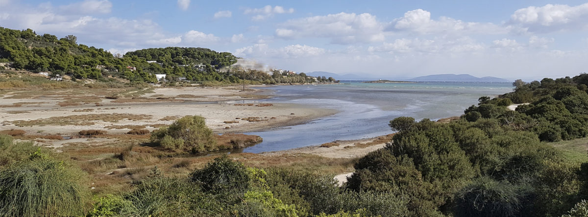 ΕΛΛΕΤ : Διαδικτυακή ημερίδα για τον Ερασίνο Βραυρώνας, 5.4.2022